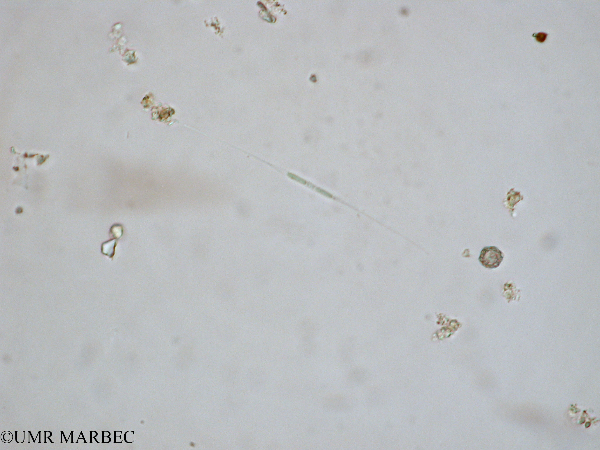 phyto/Tulear Lagoon/all/ICAR2 Avril 2008/Cylindrotheca closterium (Nitzschia sp4 x1.5x40)(copy).jpg